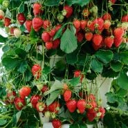 Bountiful production of Pantagruella Strawberry plants ggrowing at the greenhouse at Baker Creek.