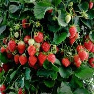 Strawberry Plants, Pantagruella