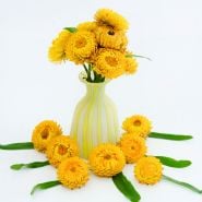 An arrangement of King Size Golden Strawflowers  in a yellow and white vase on white background.