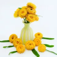 Long Blooming Cut Flowers