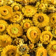 Close-up view of King Size Golden Strawflowers.