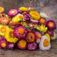 A close-up of Tall Double Mix Strawflowers on wood and copper background.
