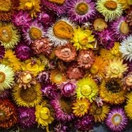 Overhead view of an assortment of Tall Double Mix Strawflowers bathed in ambient light.