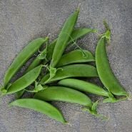 Sugar Snap Pea