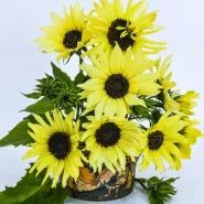 Late-Season Bloom Mix