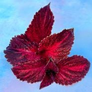 Folia Sunset Coleus leaves on  light blue background.