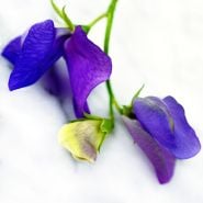 A close-up macro view of a couple of Blue Reflection Sweet Pea Blooms.