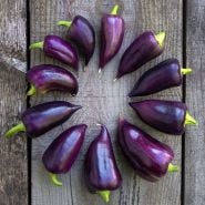 A circle of Violet Sparkle Sweet peppers perfectly ripe and deep purple color. 
