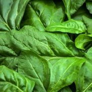 Close-up of freshly picked Japanese Mountain Spinach leaves.