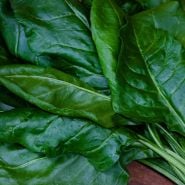 A close view of Japanese Mountain Spinach leaves.