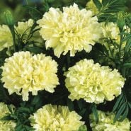 Kilimanjaro White Marigold