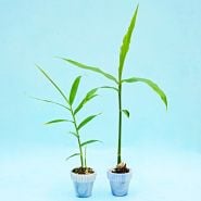 A pair of Thai Ginger plants in tiny glass pots on light blue background.