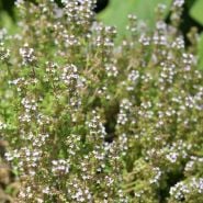 Common Thyme growing in the garden.
