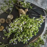 Common Thyme lying on a wooden table with some buttons and antic scissors.