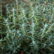 Orangelo Thyme growing in the garden.