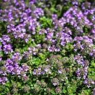 Magic Carpet or Creeping Thyme covered with flowers in the garden.