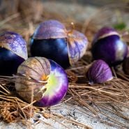 Purple Coban Tomatilloes arranged on pine needles on the hood of an oxidized pick-up truck.