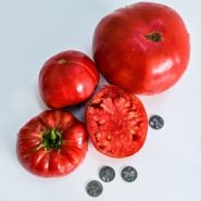 Sliced and whole Abe Lincoln Original Tomatoes with Lincoln pennies on a white background.