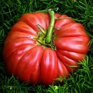 Top view of an enormous Abe Lincoln Original Tomato on a bed of green foliage.