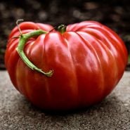 Side view of en enormous Abe Lincoln Original Tomato.