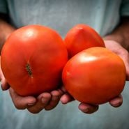 A farmer holds huge Amish Paste Tomatoes in the Baker Creek greenhouse at Mansfield, Missouri.