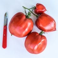 Very large Amish Paste Tomatoes with a red handled peeler to show size on a white background.