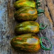 A row of Brad's Atomic Grape Tomatoes on a wooden background. Image by Lucy Hutchins.