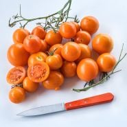 A shiny orange cluster of Auriga Tomatoes with an orange-handled knife on a white background.