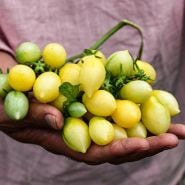 A gardener holding a cluster of Barry's Crazy Cherry Tomatoes in the greenhouse.