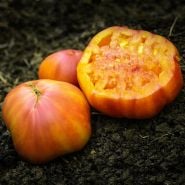 Cut and whole Big Rainbow Tomatoes on a soil background shot in the fields.