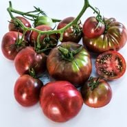 An overhead view of cluster of Black from Tula Tomatoes on white background.
