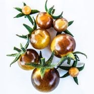Eight little Blue Cream Berries Tomatoes arranged on white background.