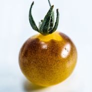 A close-up of a single Blue Cream Berries Tomato on a white background.