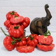 Cut, whole and on the vine Burmese Sour Tomatoes and a wood elephant against a white brick background.