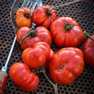 Costoluto Genovese Tomatoes on seed drying rack with an old spoon.