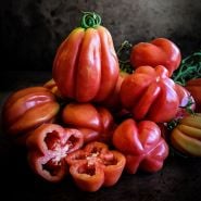 A side view of and arrangement of Gezahnte Tomatoes on dark brown background with dramatic side lighting.
