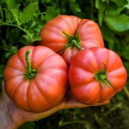 A gardener holding a trio of Granny Cantrell German Red Tomatoes at the trial farm in California.