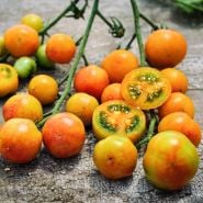 A cluster of whole and cut Isis Candy Cherry Tomatoes on a weathered wooden background.