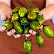 Woman in overalls holding a giant handfull of Lucky Tiger Tomatoes.