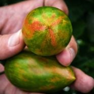 Close-up view of a hand holding a couple of fresh picked Lucky Tiger Tomatoes.