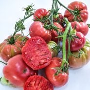 A giant cluster of cut and whole fresh harvested Missouri Pink Love Apple Tomatoes.