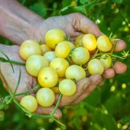 A farmer holding an abundant bunch of Napa Chardonnay Blush Tomatoes at the Baker Creek trial farm.