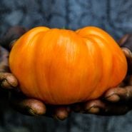 Hands holding a large Orange Jazz Tomato.