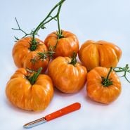 A side view of a bunch of Orange Jazz Tomatoeswith an orange handled knife on a white background.