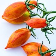 Close-up of Pink Tiger Tomatoes on the vine against a white background.