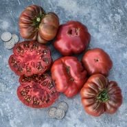 An overhead view of Purple Calabash Tomatoes on a gray background.