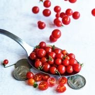 A spoonfull of Spoon Tomatoes with coins to show size on light background.