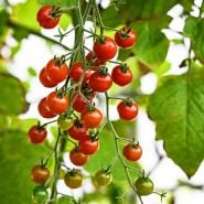 Spoon Tomatoes growing on the plant in a greenhouse at Baker Creek in Mansfield, Missouri.