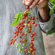 A gardener's hand holding a several vines of Spoon Tomatoes in the greenhouses at Baker Creek.