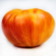 A profile view of big beautiful red, orange and yellow Big Rainbow Tomato on a white background.